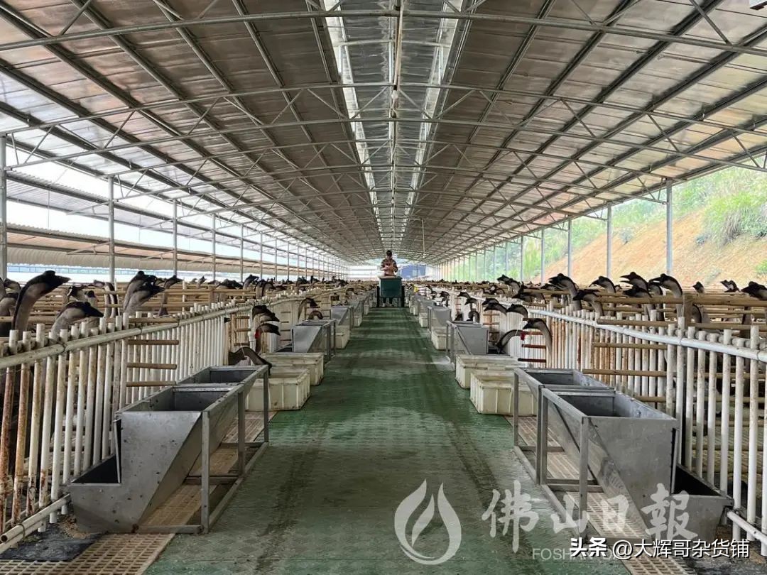 年入12.5亿！海鹏公司摘牌高明明城58亩工业用地主打三洲黑鹅！