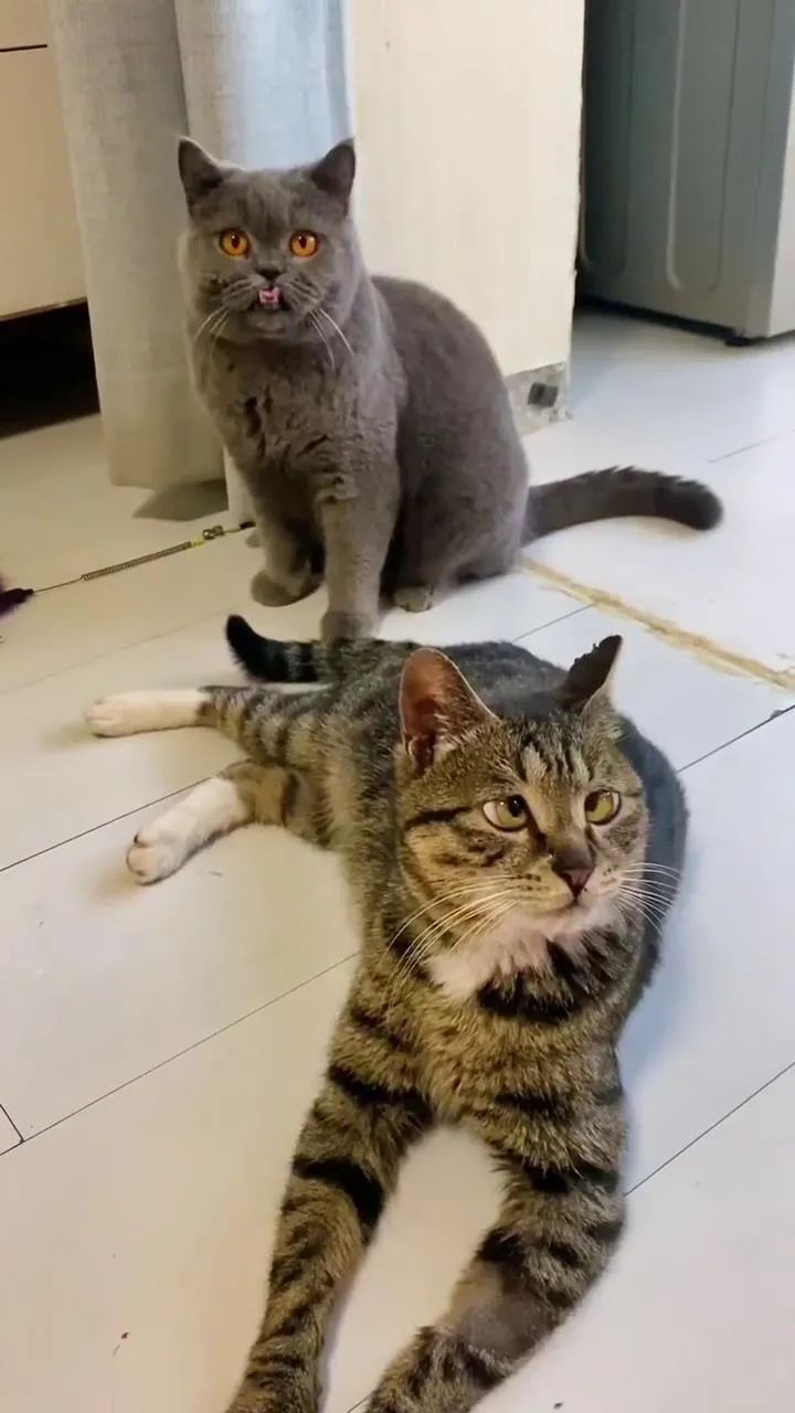 捡回来的流浪猫目光呆滞躲在角落,捡到一只爬满虫的流浪猫