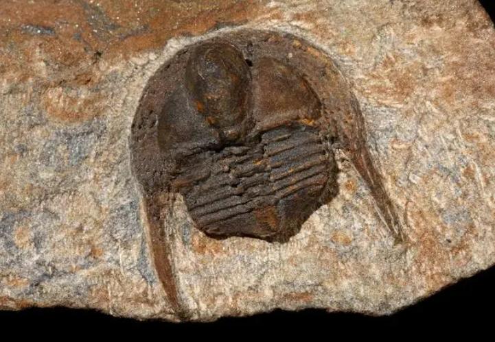 山东三叶虫化石真假,三叶虫远古生物图片