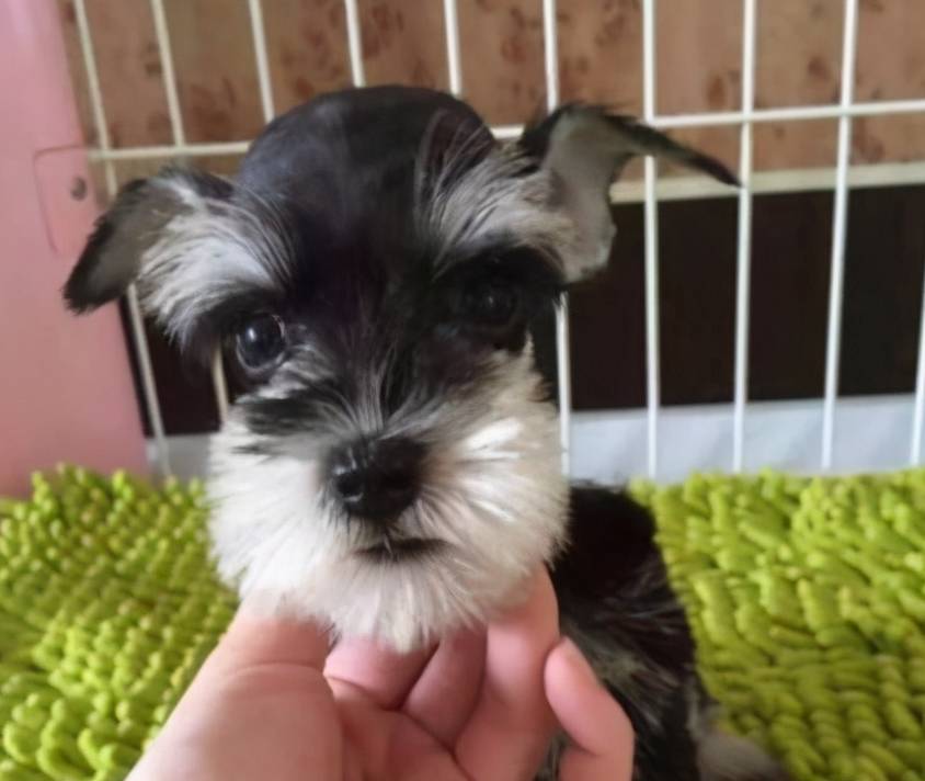 雪纳瑞犬和雪纳瑞可以好好相处吗,为什么大家都爱养雪纳瑞犬