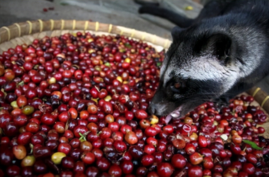 猫屎咖啡是怎么由来的,猫屎咖啡形成过程
