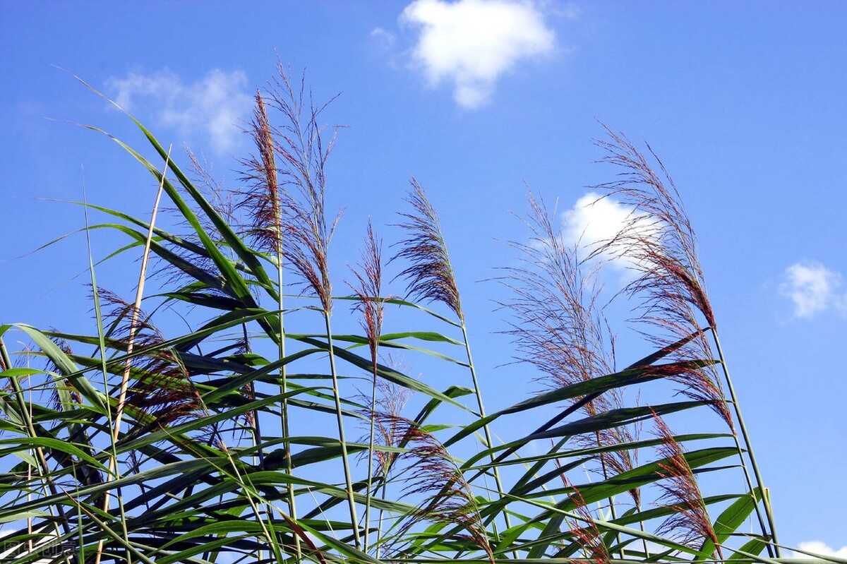 芦苇笋是什么季节吃的,什么样的才是芦苇笋