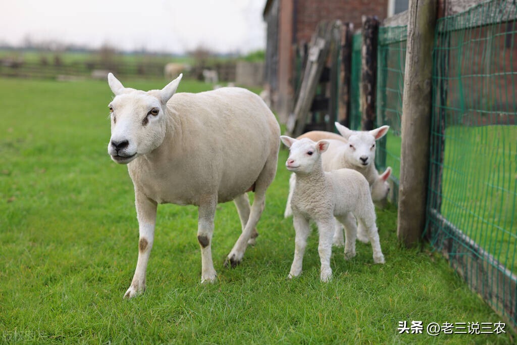 养羊50只第二年能赚多少钱,养羊能年入200w
