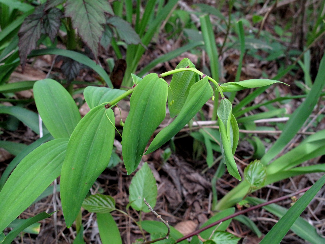 四明山华顶杜鹃,浙东华顶杜鹃群落