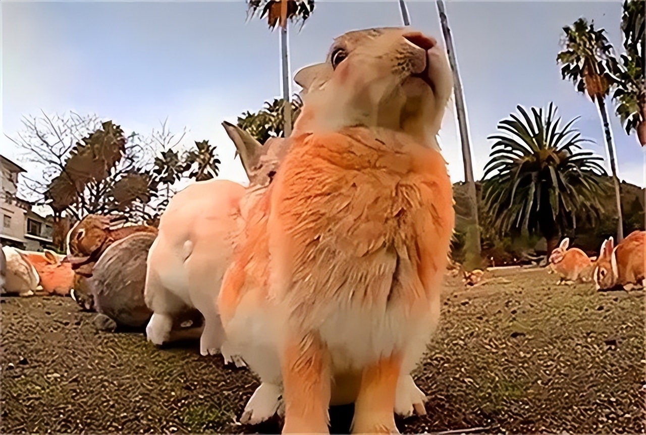 澳大利亚野兔泛滥为什么人不吃,澳洲野兔泛滥多达100亿只