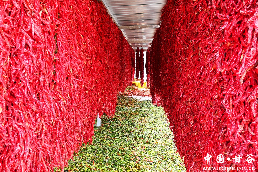 甘肃甘味农产品推介,甘谷发展特色产业助力乡村振兴
