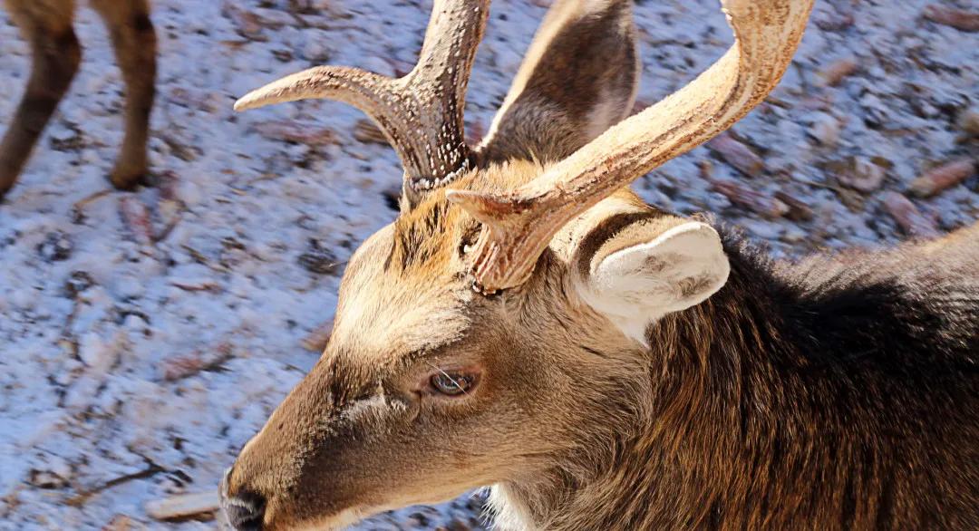 有鹿茸的中成药有哪些,有鹿茸的中成药