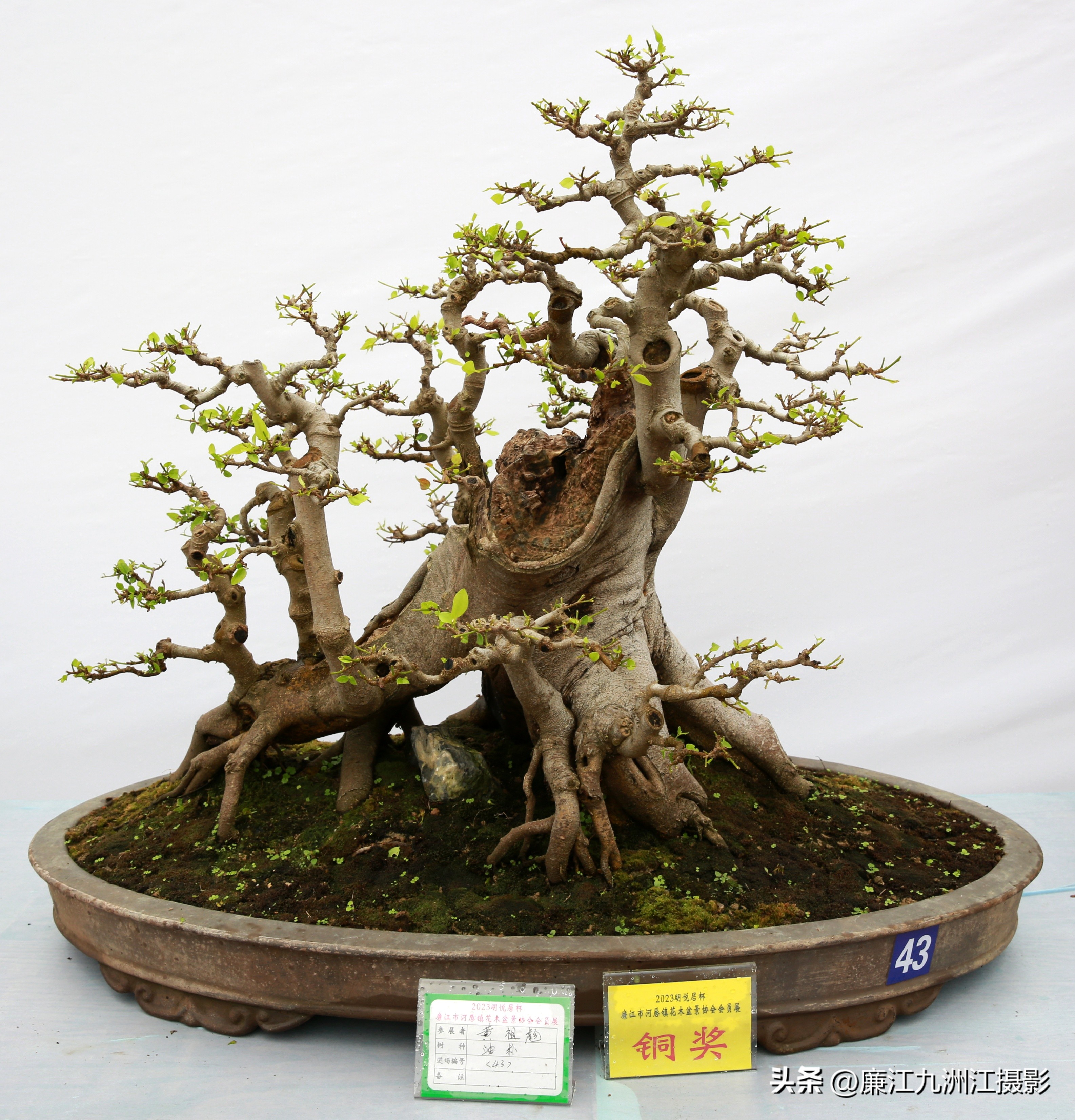 最高端的盆景展,一场惊艳的盆景展