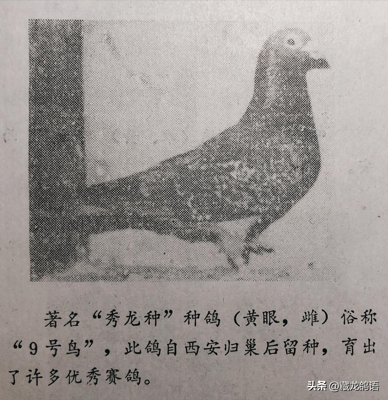 这是一位以“李鸟天落”起家却又超过李梅龄的大师,上