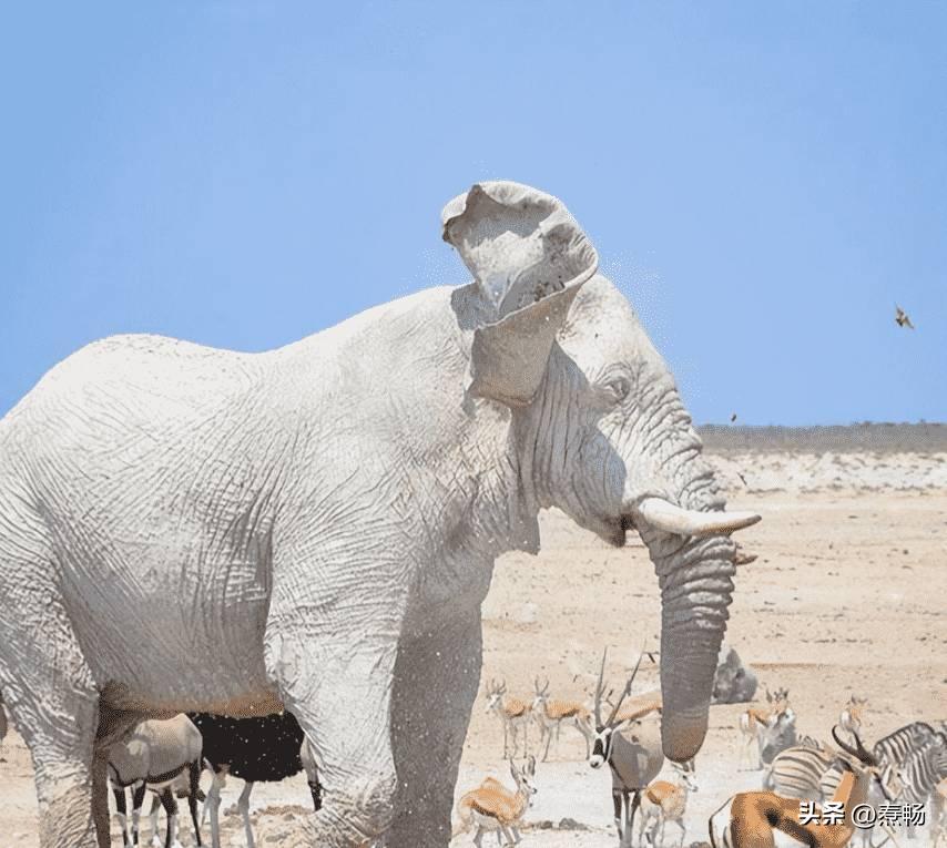 【晚清风情展】30张老照片展现花楼女子媚态，丰乳肥臀