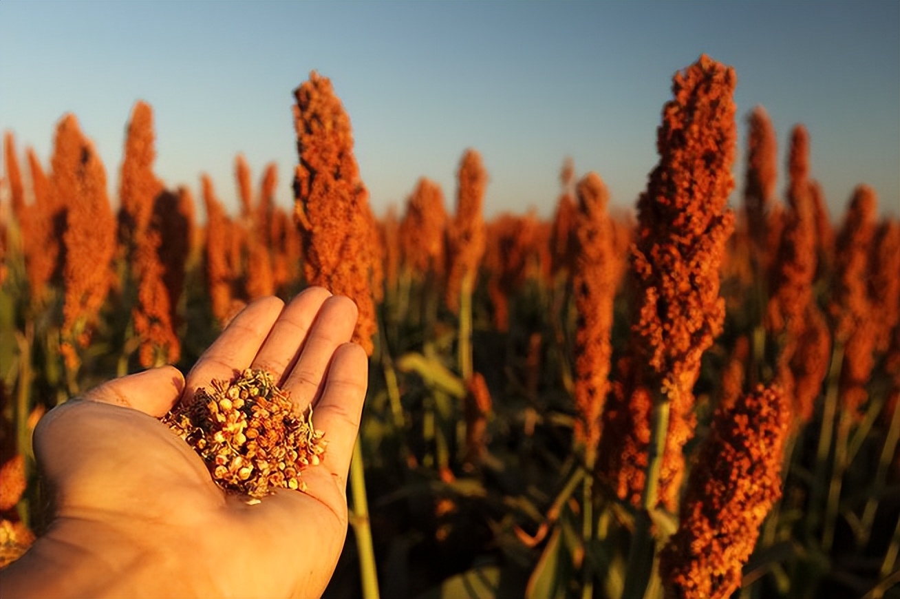 贵州老人酿酒70年,贵州酿酒出事故
