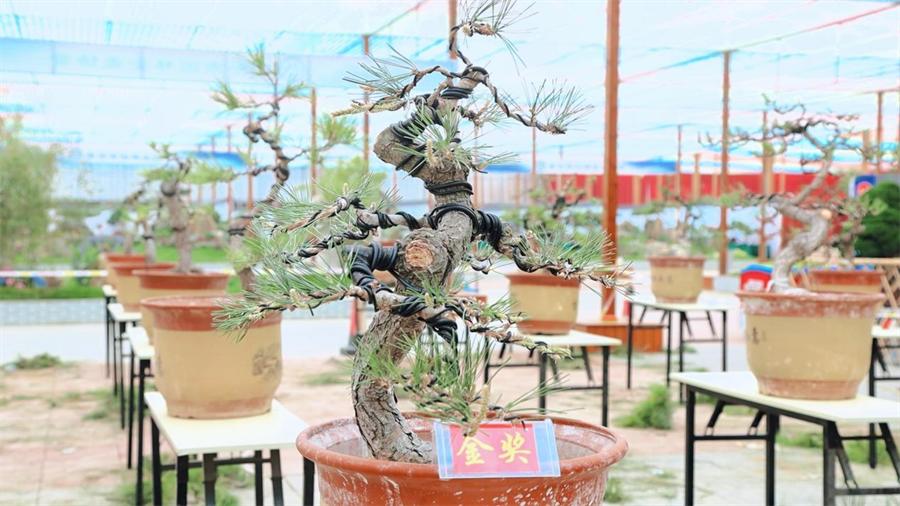 泰山杯书画展,泰山杯盆景展