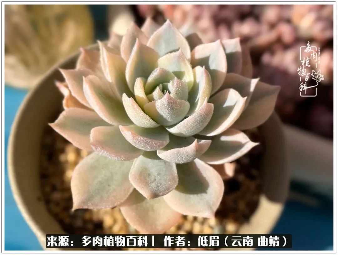 玉露多肉冬季分盆,玉露多肉怎样才能晶莹剔透