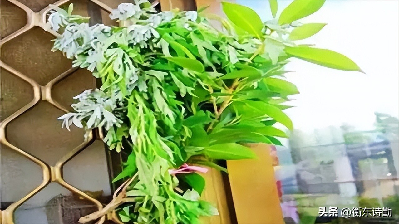 5月端午节门口插艾有什么说法,端午节插艾的位置