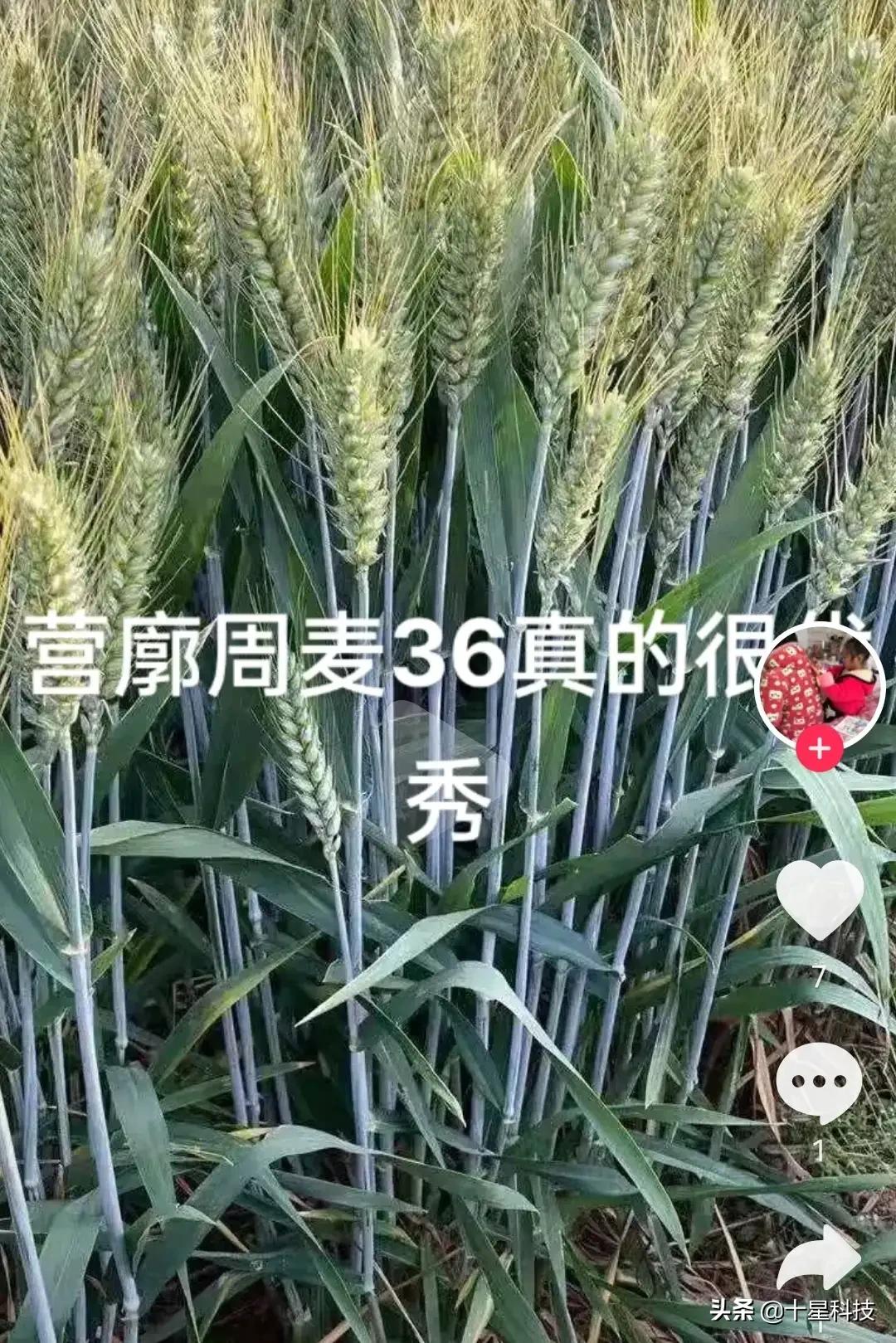 豫农612小麦品种特性简介,山东小麦高抗白粉病锈病的新品种
