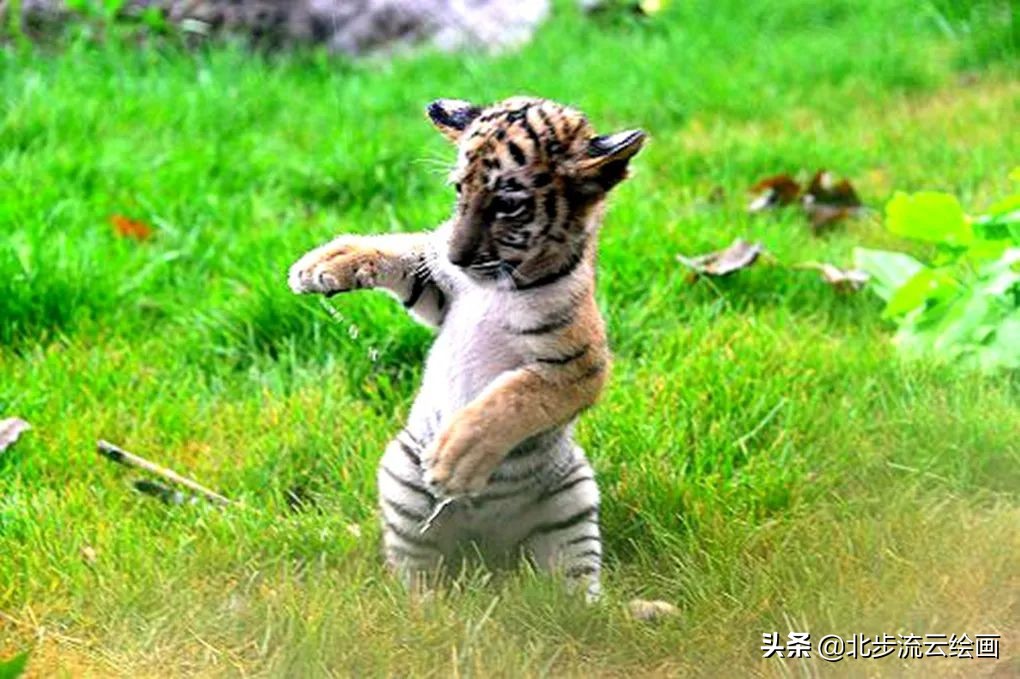 如何画老虎简笔画步骤,老虎数字简笔画步骤