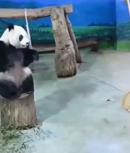 每日一笑,自己拆的家就是有安全感