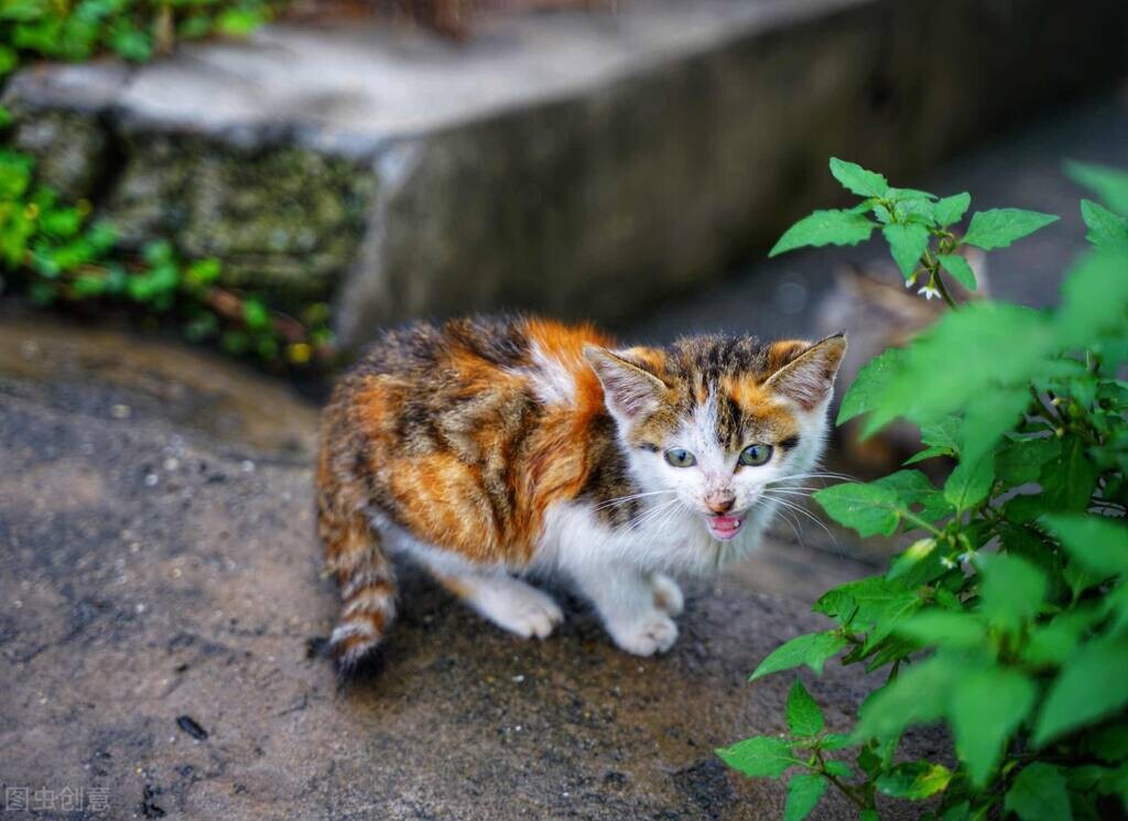 如何让爱叫的猫闭嘴,怎么让脾气暴的猫猫变温柔