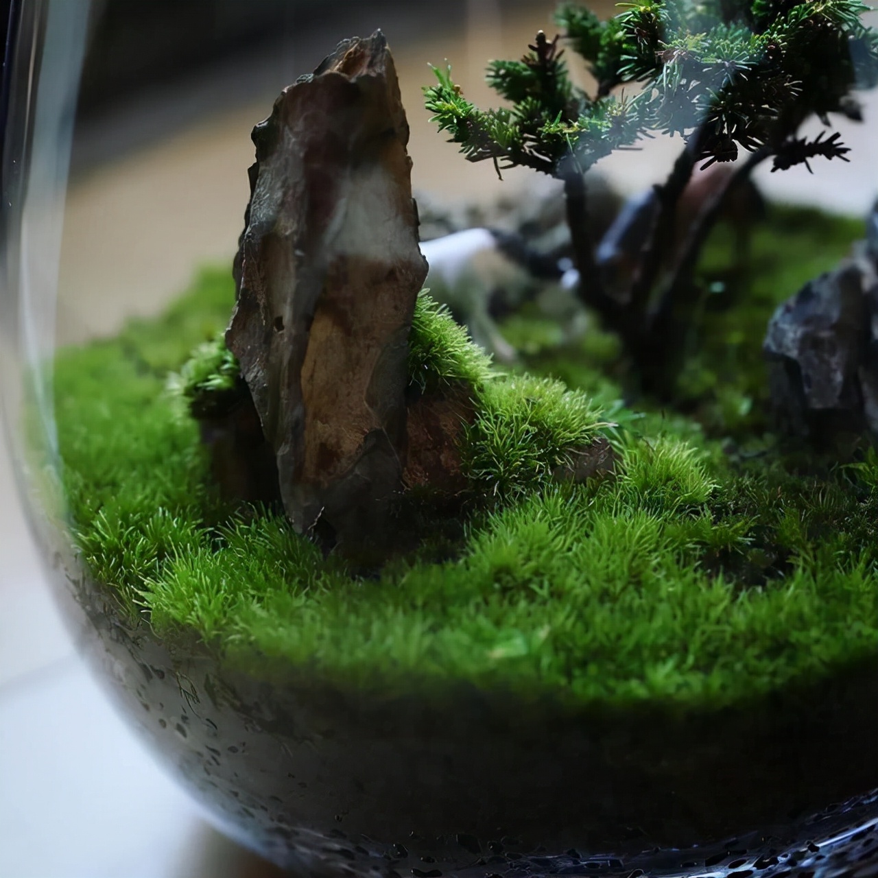 为什么苔藓养不活,苔藓为何养不活