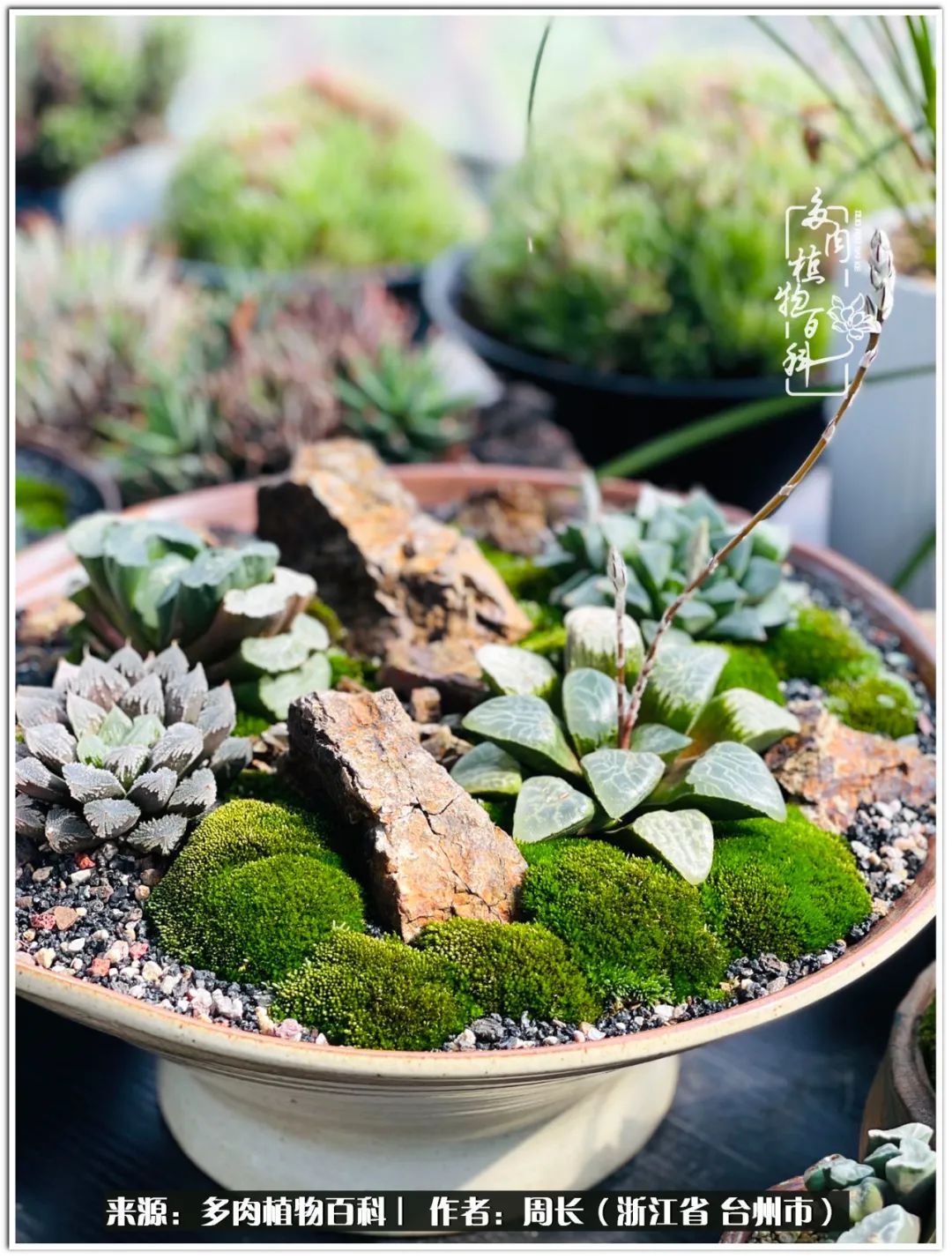 云南树脂粘土多肉组合拼盘创意,多肉拼盘的五个要点是什么