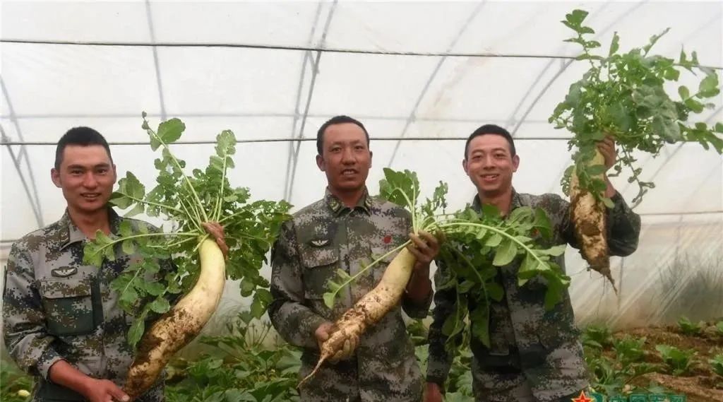 70年代初，我们到八一镇尼西沟大生产。莲花白最大的有16斤…