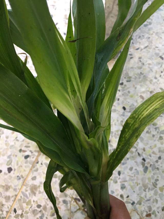 水稻飞蛾用什么药才能消灭,水稻出现飞蛾有必要打农药吗