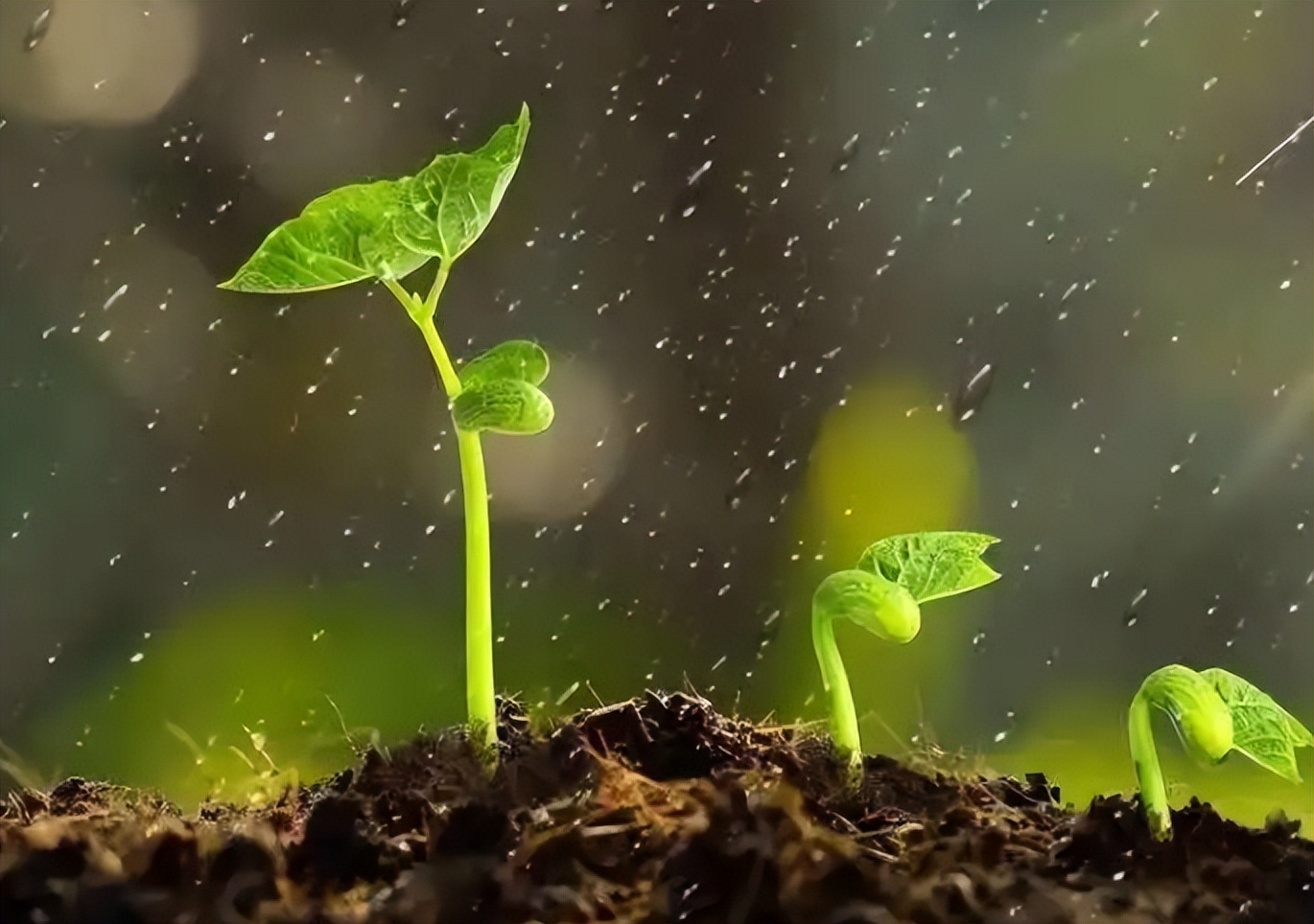 各种花水养花技巧和方法,养花小技巧不用肥料