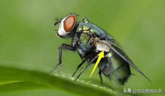 昆虫的习性与行为与害虫防治,害虫防治与昆虫分类