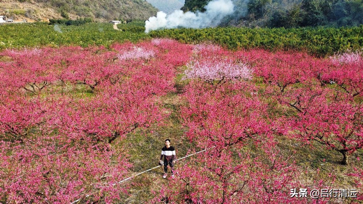 清远哪里有桃花树,广东清远阳山桃花源