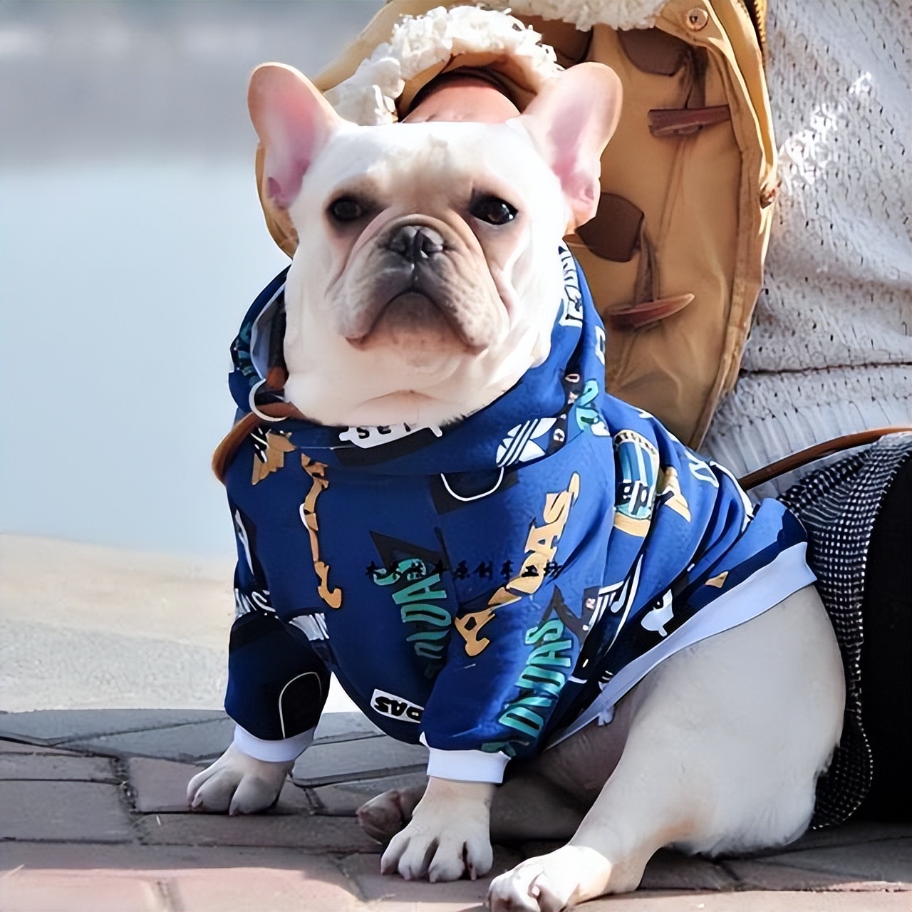 上班族适合养的狗,什么狗最合适小学生新手养也便宜