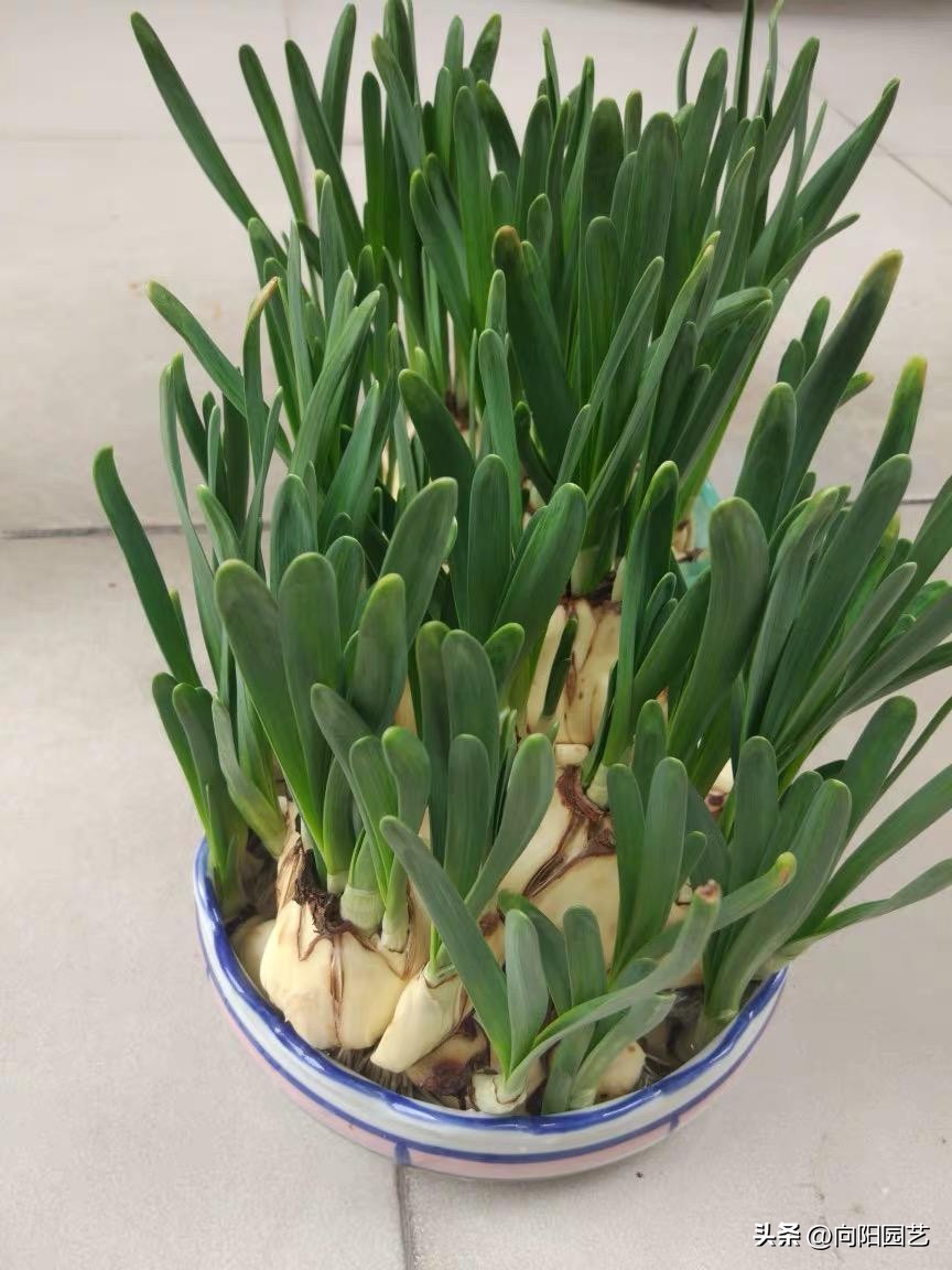 水培水仙没开花改土培水仙,水仙土栽和水培哪个开花早