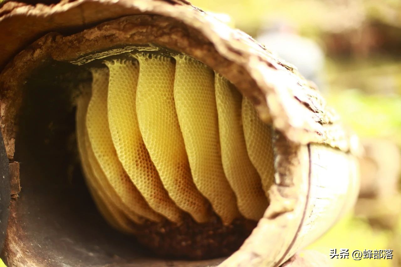 养蜂人对蜜蜂的养殖方法,最简单的蜜蜂养殖方法