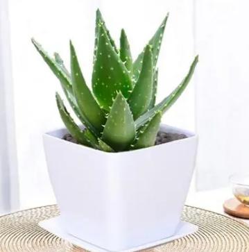 家居摆同一种花最好摆放几盆,摆在客厅的4种花