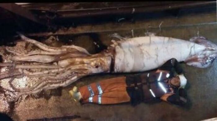 水下世界神秘视频,让人惊叹的水下视频