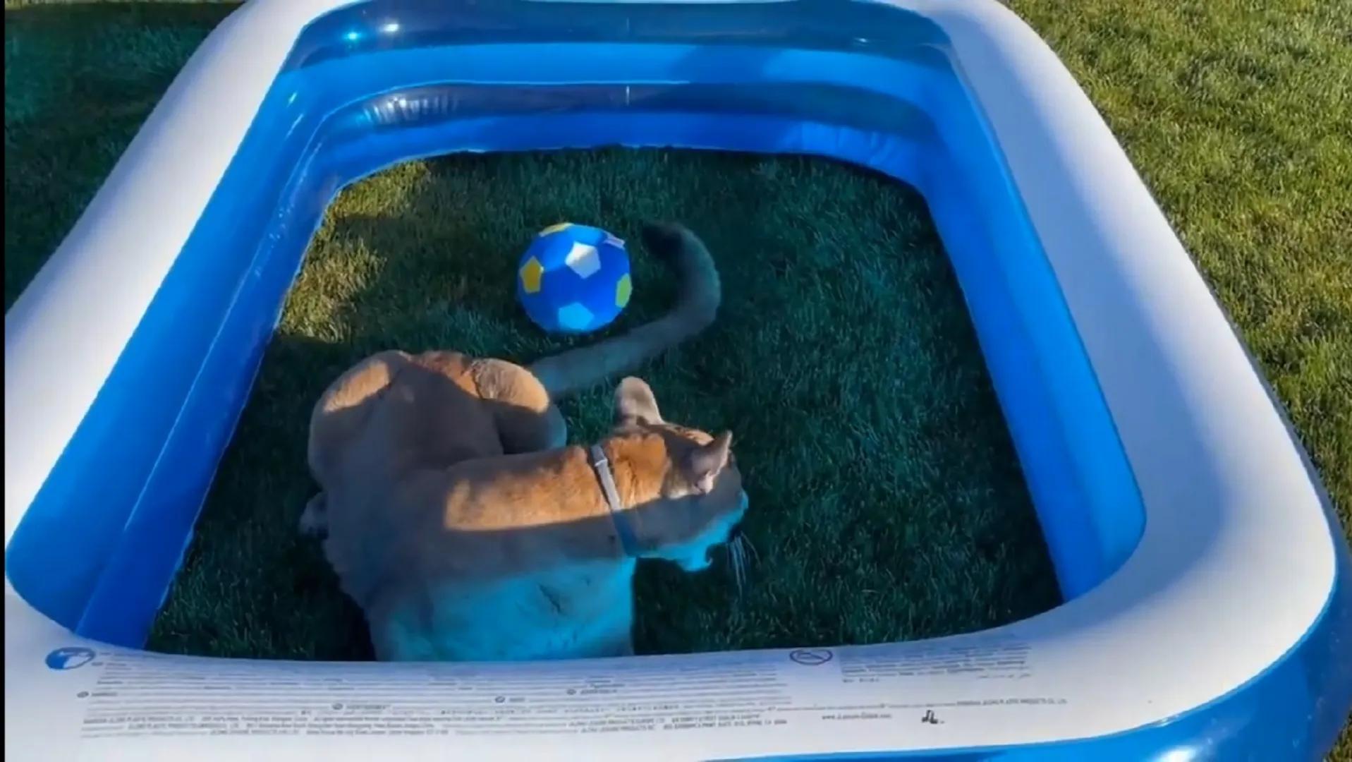 美洲狮梅西足球,美洲狮梅西和美洲狮凯利