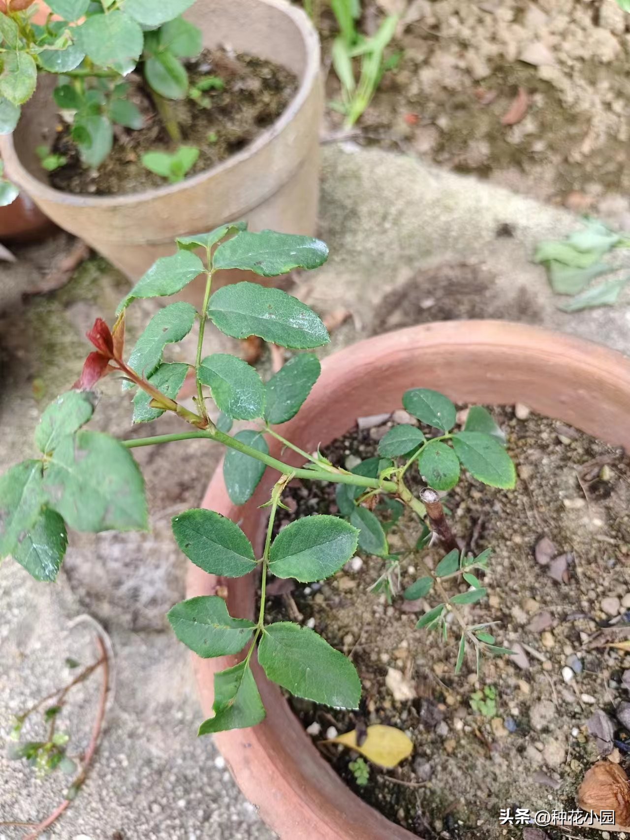 长时间不在家花怎么浇,月季在家怎么养成树状月季