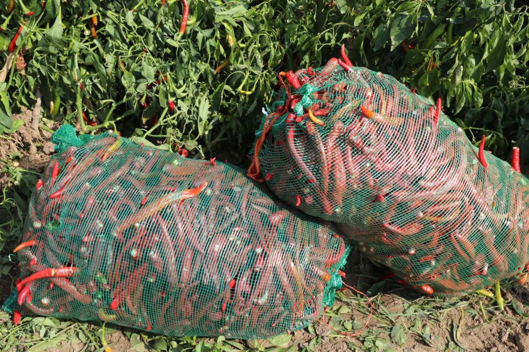 奈曼旗代筒村*党**支部书记兼村主任王海龙:朴实的实干家致富的带头人