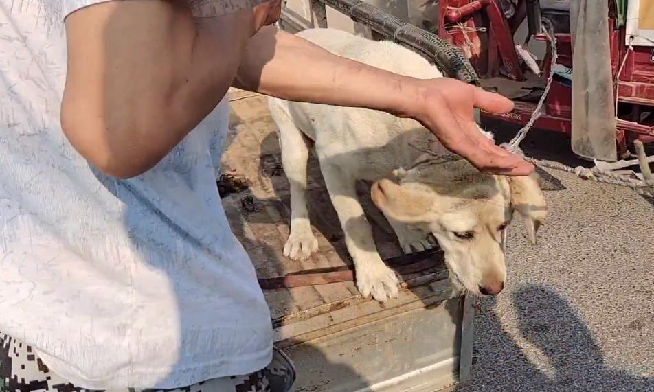 被主人抛弃的拉布拉多被人捡了,拉布拉多犬走丢一年后看见主人