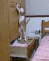 100件养猫好物,十元左右养猫好物分享