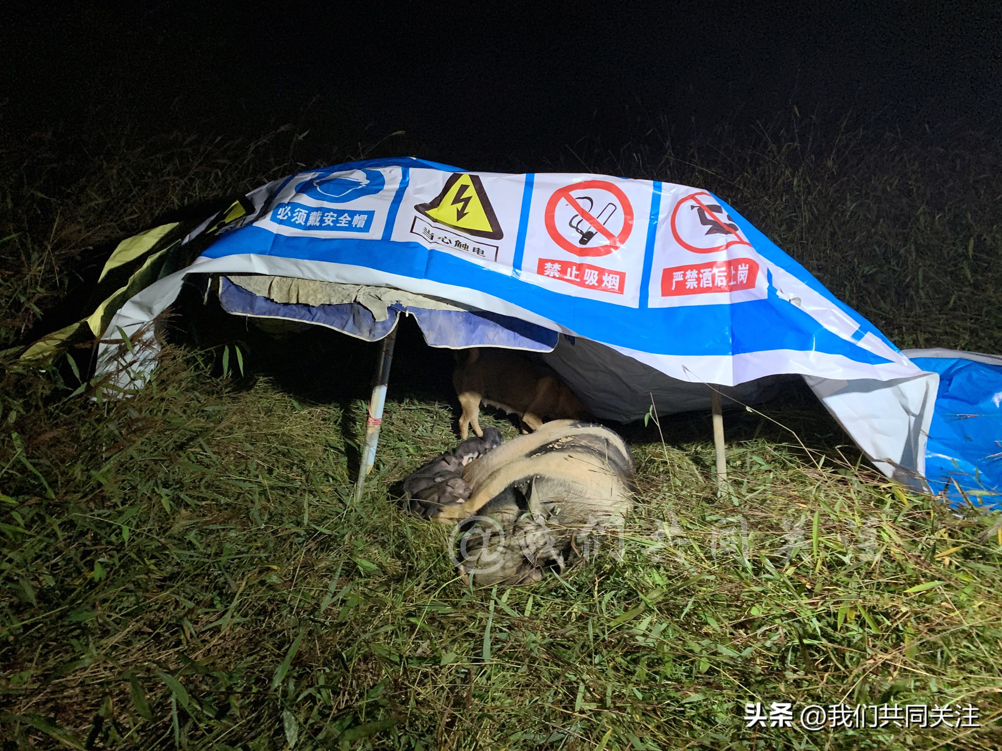 中华田园犬人工繁殖,中华田园犬遇到人类幼崽