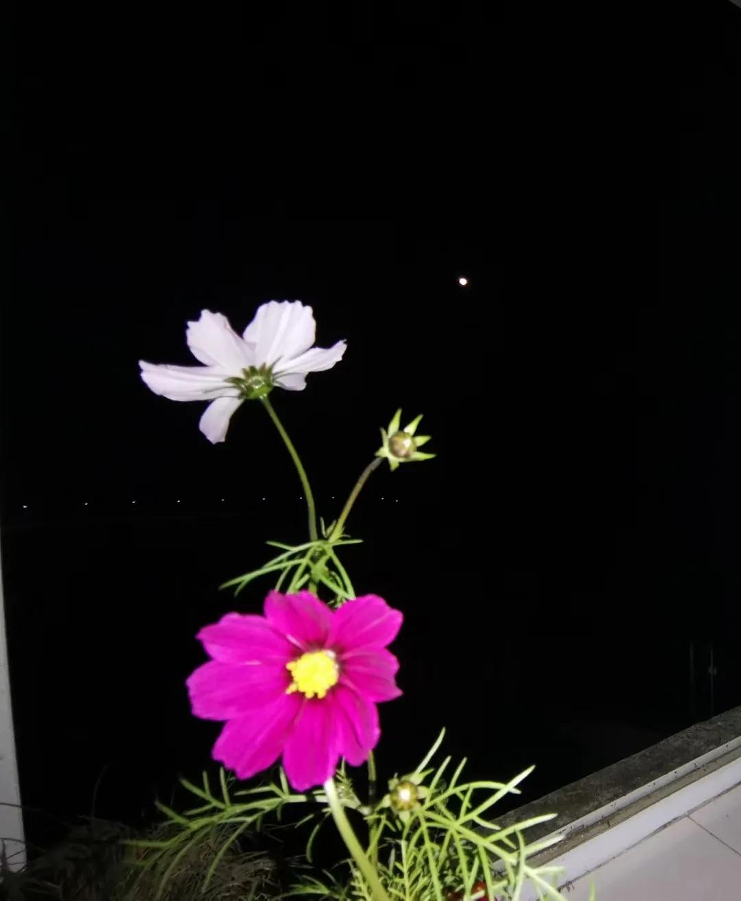 格桑花的花语经典片段,格桑花的花语