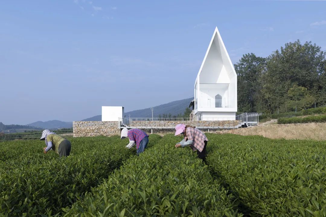 中国茶申遗成功吗,中国茶申遗成功44项名单