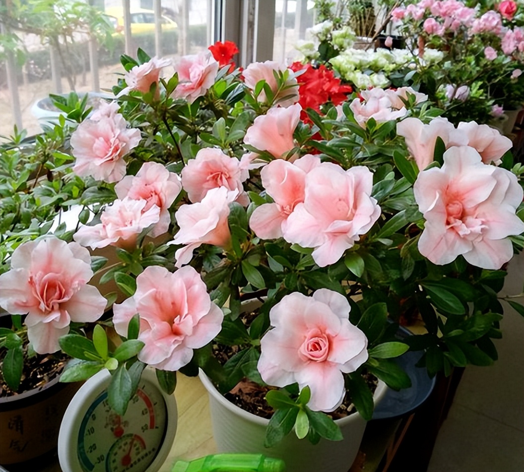 黄叶病如何阻止,黄叶烂根花怎么养最佳图文