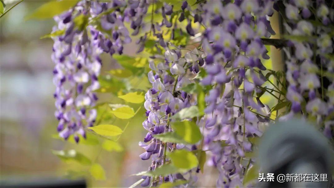 如果城市有颜色重庆,如果城市有颜色作文