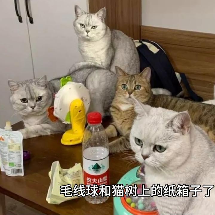猫的一天生活记录,猫咪的生活习性是怎样的