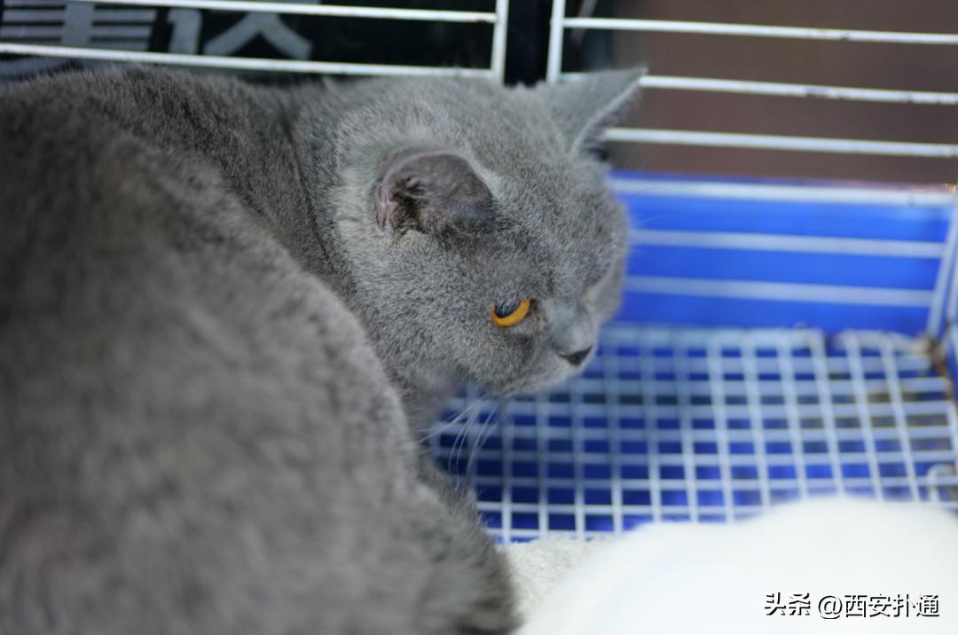 高新大都荟摆摊夜市在哪个位置,高新大都荟摆摊