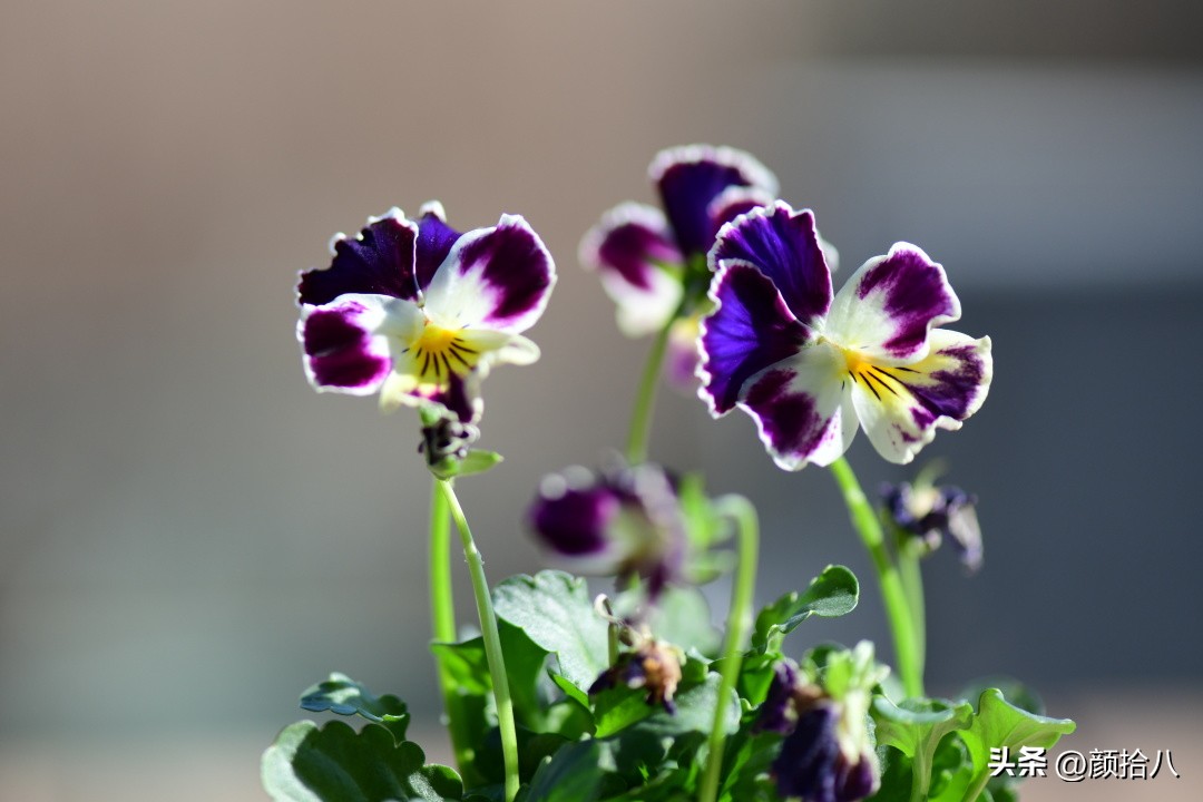 天冷怎么注意植物冻死,植物怕冷怎么过冬
