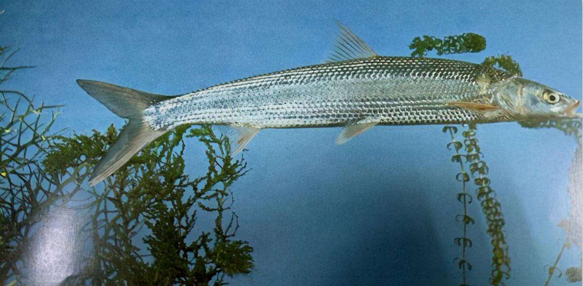 十年禁渔看长江鱼群物种更多样,长江禁渔仅两年就鱼群翻涌