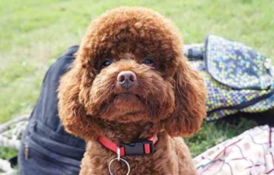 泰迪狗狗拉稀带有血是怎么治疗,泰迪狗狗拉稀排除犬瘟细小