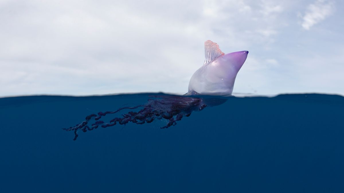 最毒的海洋生物和细菌,蓝环章鱼最毒海洋生物